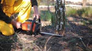 Best Tree Preservation Services  in Copperopolis, CA